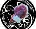 ca betta dumbo