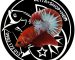 ca betta red fancy