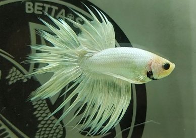 ca-betta-1021-crowntail-super-white-dang-cap-thu-cung (3)