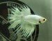 ca-betta-1021-crowntail-super-white-dang-cap-thu-cung (3)