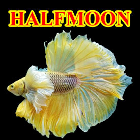 Cá Betta Halfmoon