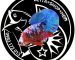 ca betta koi nemo