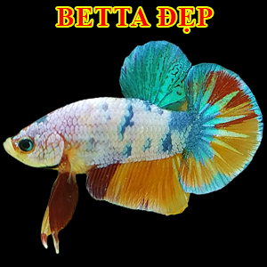 Cá Betta Đẹp
