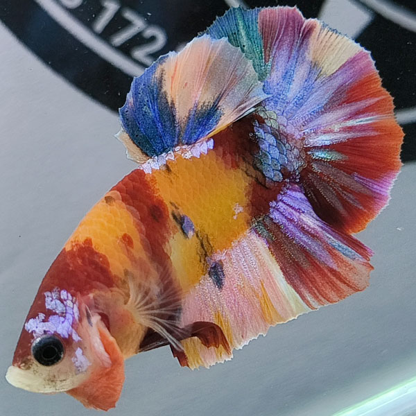 Cập nhật bảng giá Cá Betta KOI mới nhất hiện nay