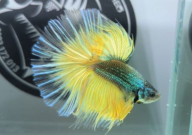 ca-betta-1186-halfmoon-mustard-gas-butterfly-imperial (6)