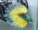 ca-betta-1186-halfmoon-mustard-gas-butterfly-imperial (6)