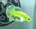 ca-betta-980-dumbo-koi-neon-hoang-de-mau-hot-2024 (3)