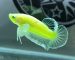 ca-betta-1632-dumbo-neon-butterfly-ma-sang-cuc-dep (6)