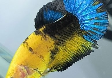 ca-betta-1735-mai-yellow-fancy-blue-star-thiet-son-swordbearer-balder (1)