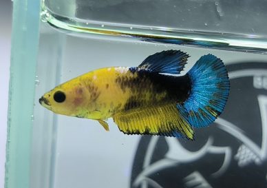 ca-betta-1827-mai-yellow-fancy-doomguard-dagda (4)