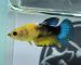 ca-betta-1827-mai-yellow-fancy-doomguard-dagda (4)