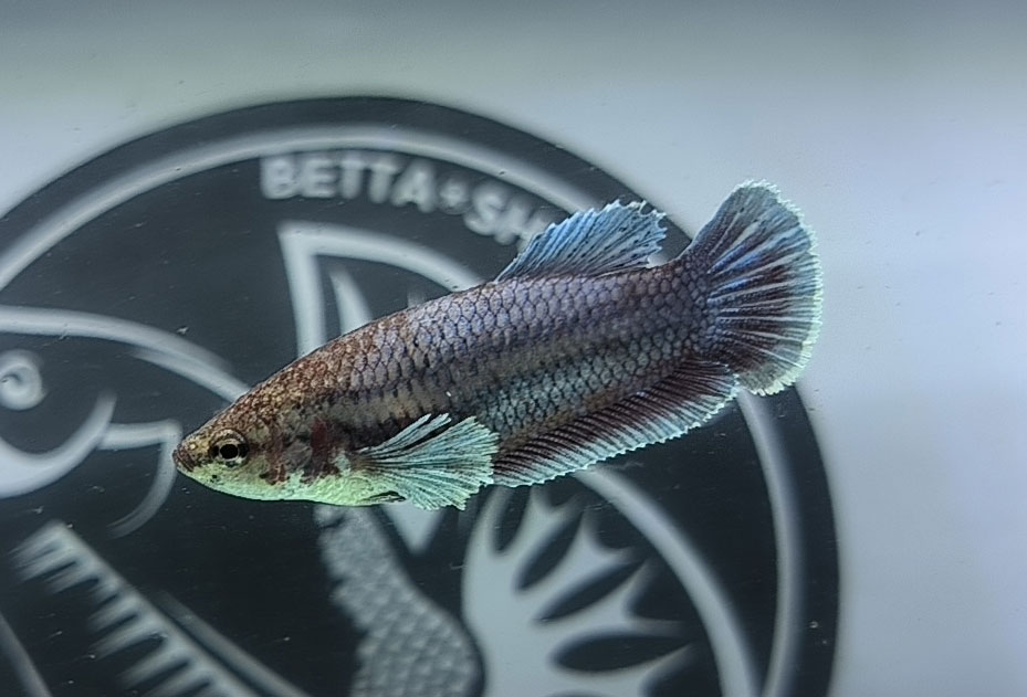 ca betta dep
