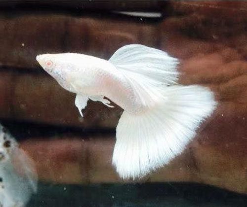 Cá bảy màu Albino Full White toàn thân trắng tinh khiết, mắt đỏ đặc trưng.