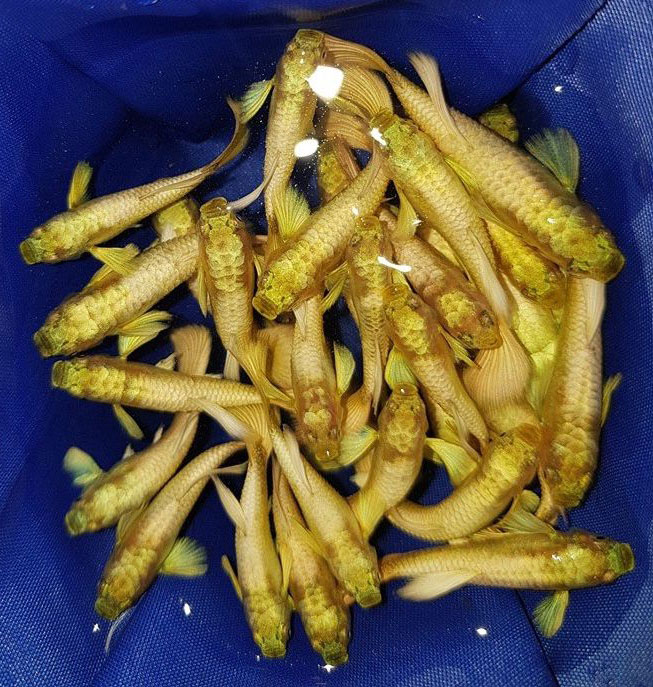 Cá bảy màu Full Gold toàn thân ánh vàng rực rỡ, nổi bật trong hồ thủy sinh.