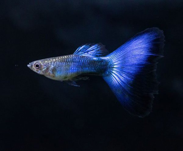 Cá bảy màu Japan Blue đuôi xanh ngọc ánh bạc dịu mắt.