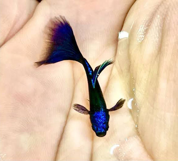 Cá guppy Blue Tarzan