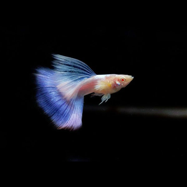 Cá guppy Blue Topaz