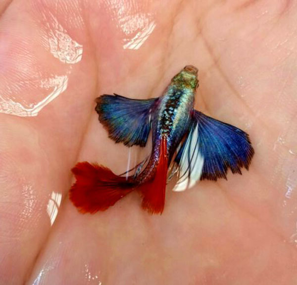 Cá guppy Dumbo Red Tail