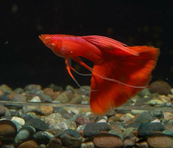 Cá guppy Full Red