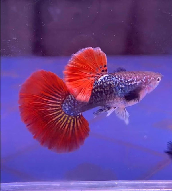 Cá guppy rồng đỏ