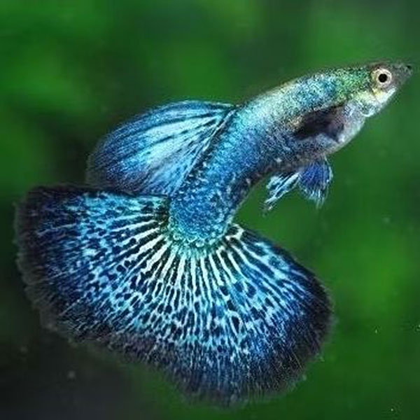 Cá guppy rồng xanh