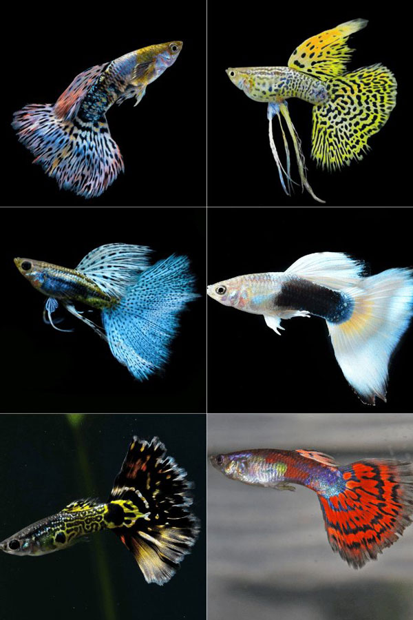 Cá Guppy (cá bảy màu)