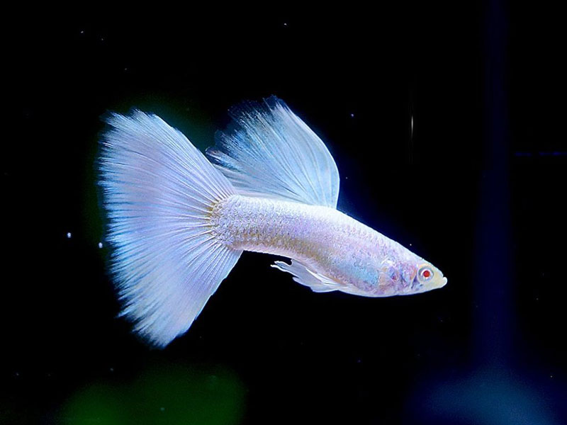 Cá bảy màu Full Platinum