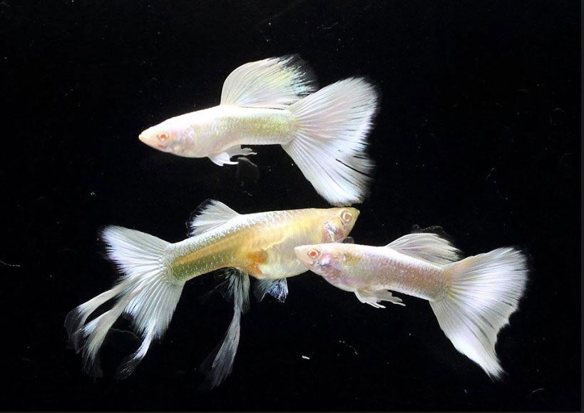 Cá bảy màu Full Platinum