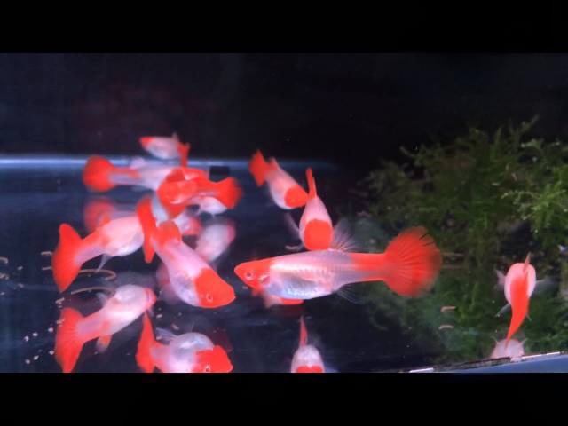 Cá Bảy (Màu Guppy) Koi Đỏ