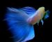 blue-topaz-guppy-1