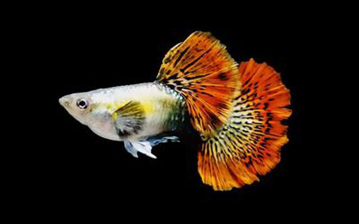 Cá 7 màu Rồng Đỏ