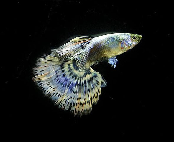 Cá 7 màu Tiger King Cobra