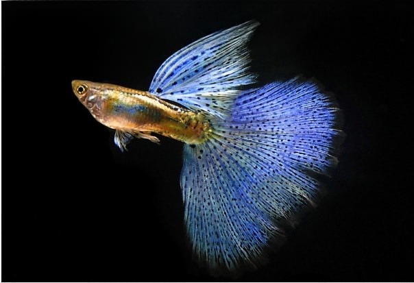 Cá bảy màu blue grass đẹp lung linh