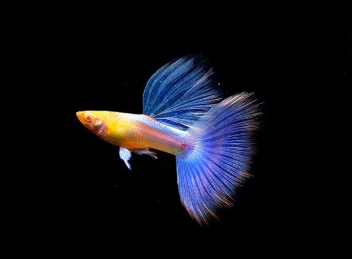 Cá 7 màu Tiger King Cobra