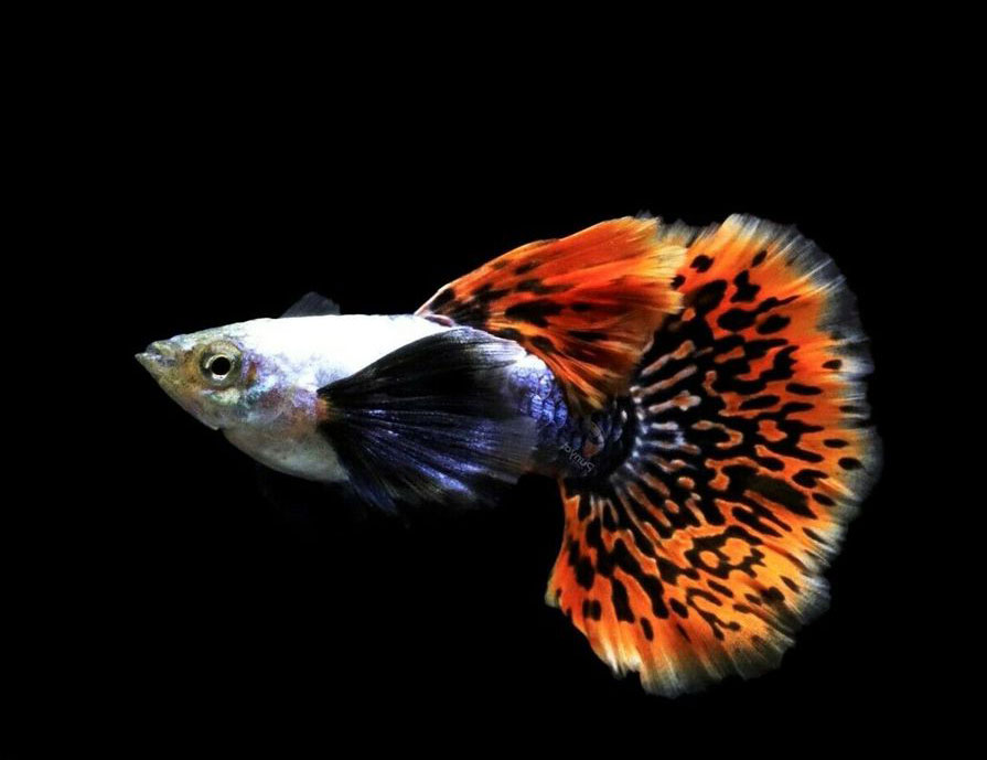 Cá bảy màu Dumbo Mosiac