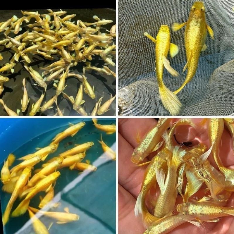 Các dòng cá bảy màu full gold