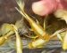 ca-bay-mau-full-gold-ribbon-dep