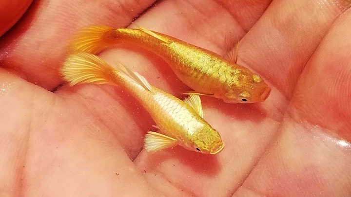 Cá bảy màu full gold