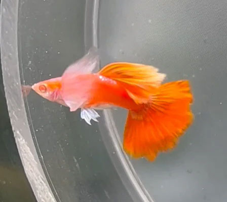 ca bay mau full red blue ear