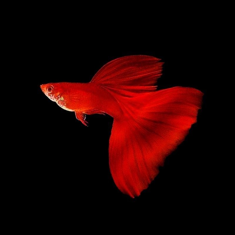 Cá bảy màu full red