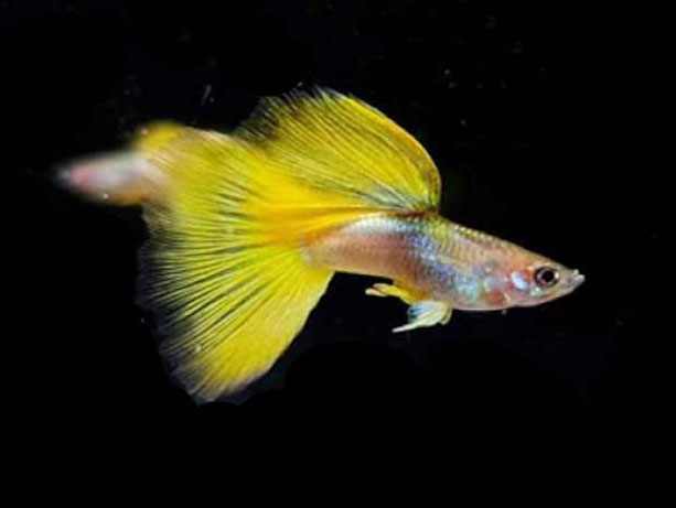 Cá bảy màu Gold Tuxedo