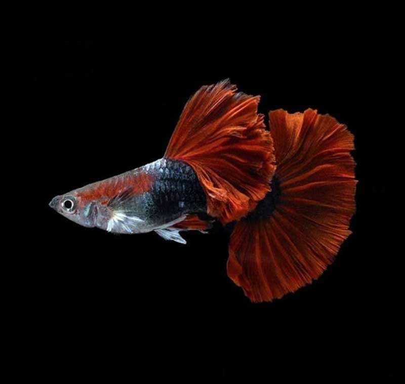 cá bảy màu HB Red Rose