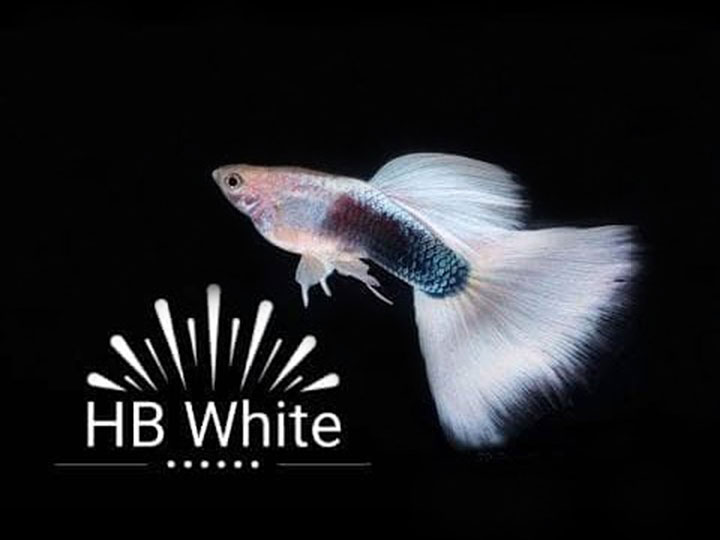Cá bảy màu HB White