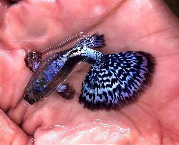 Cá bảy màu Rồng Tím