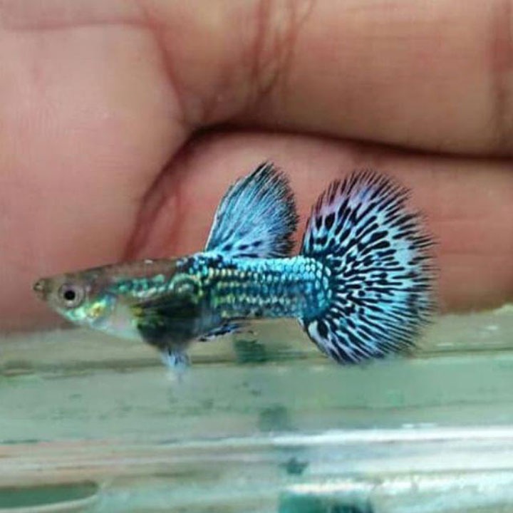 Cá bảy màu Rồng Xanh