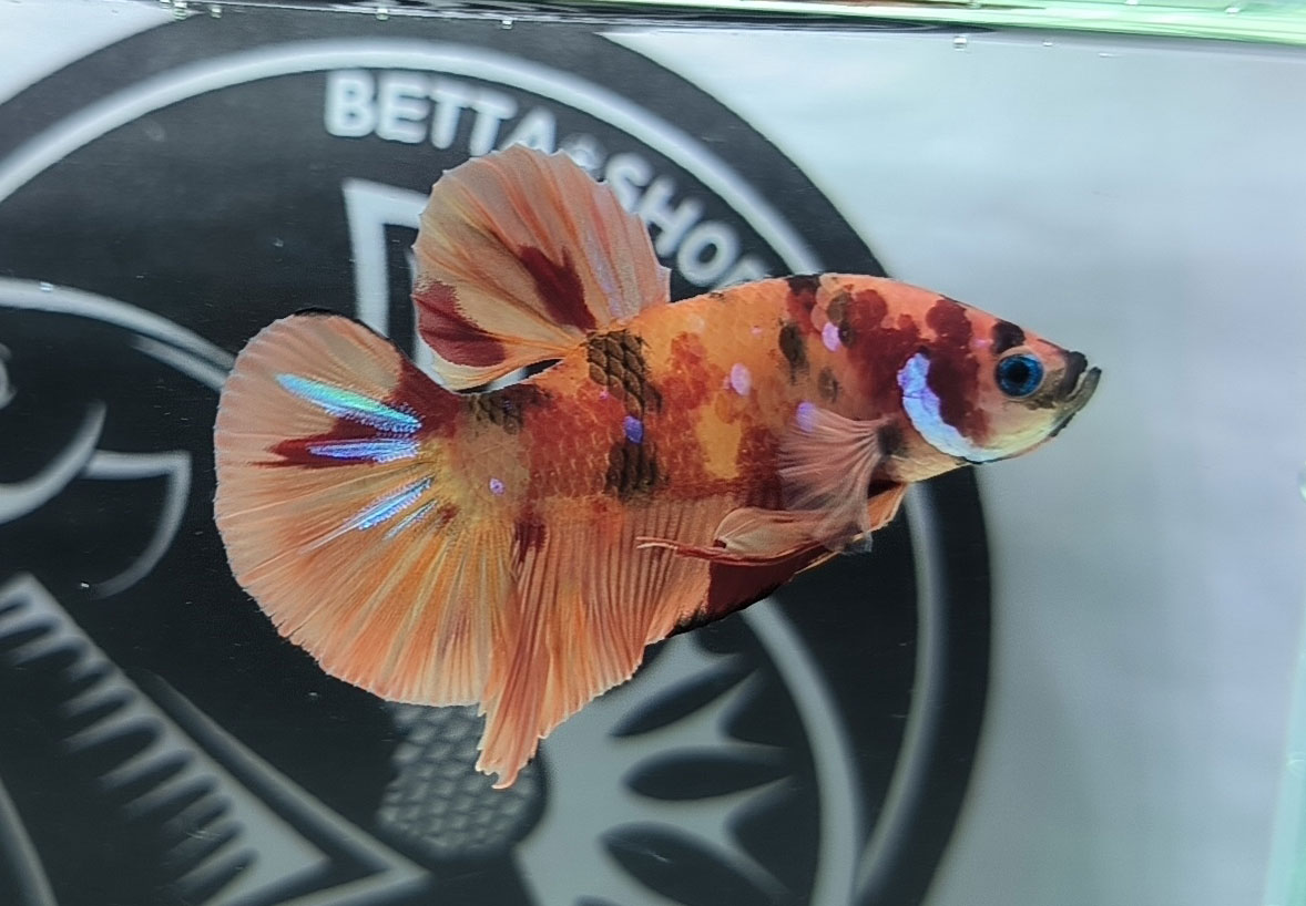 ca betta dep