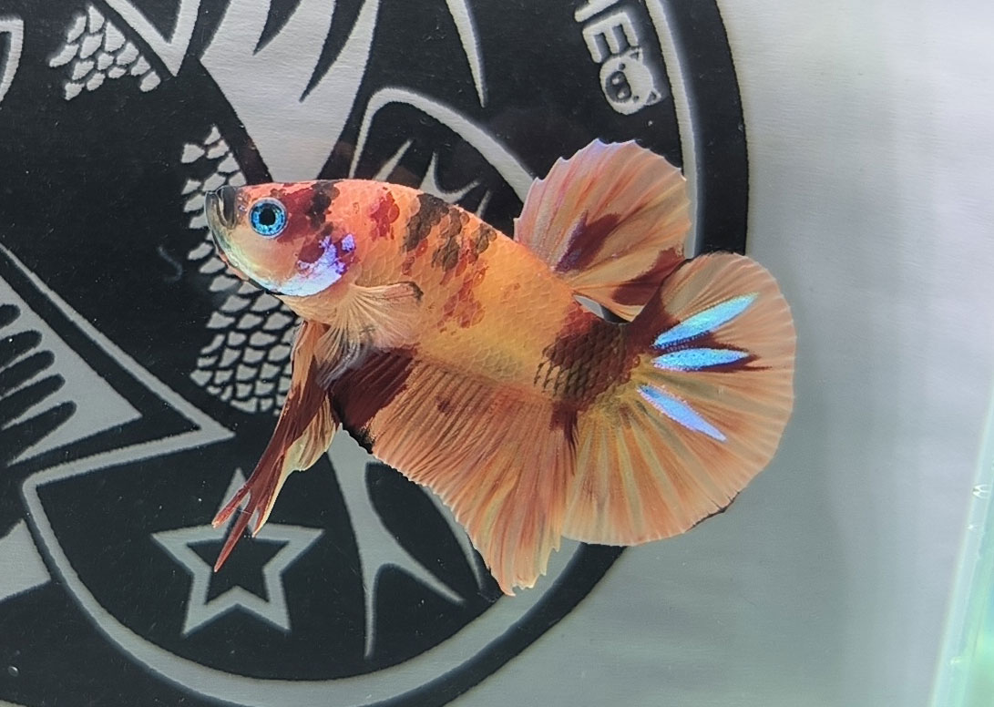 ca betta dep
