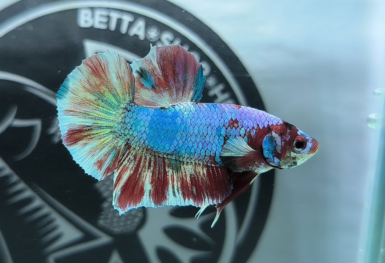 ca betta dep