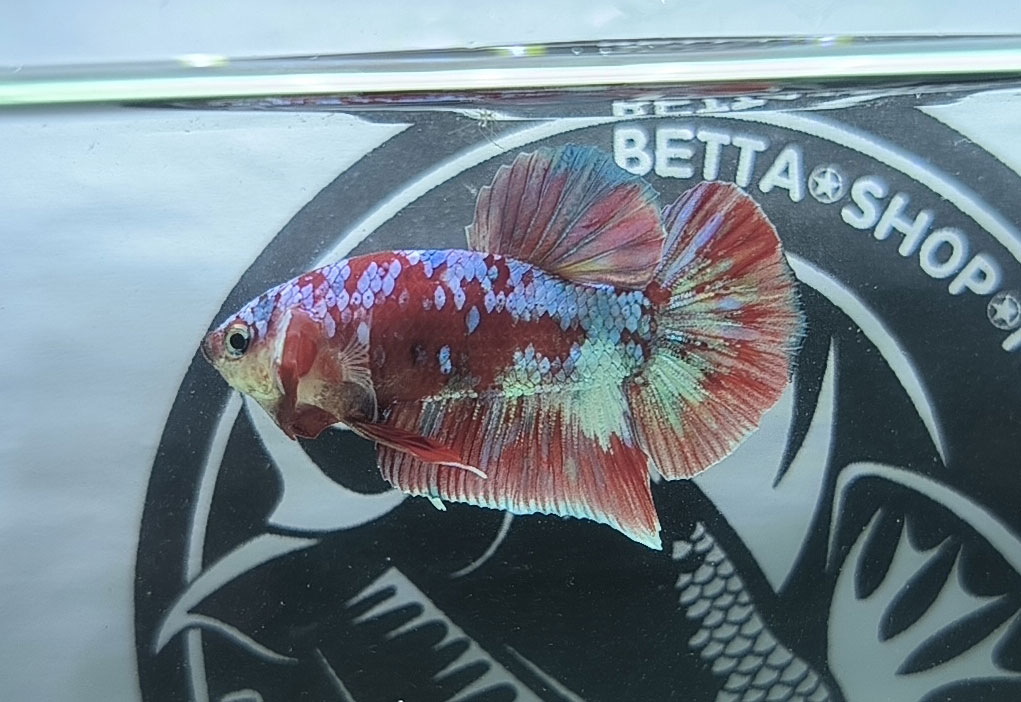ca betta dep