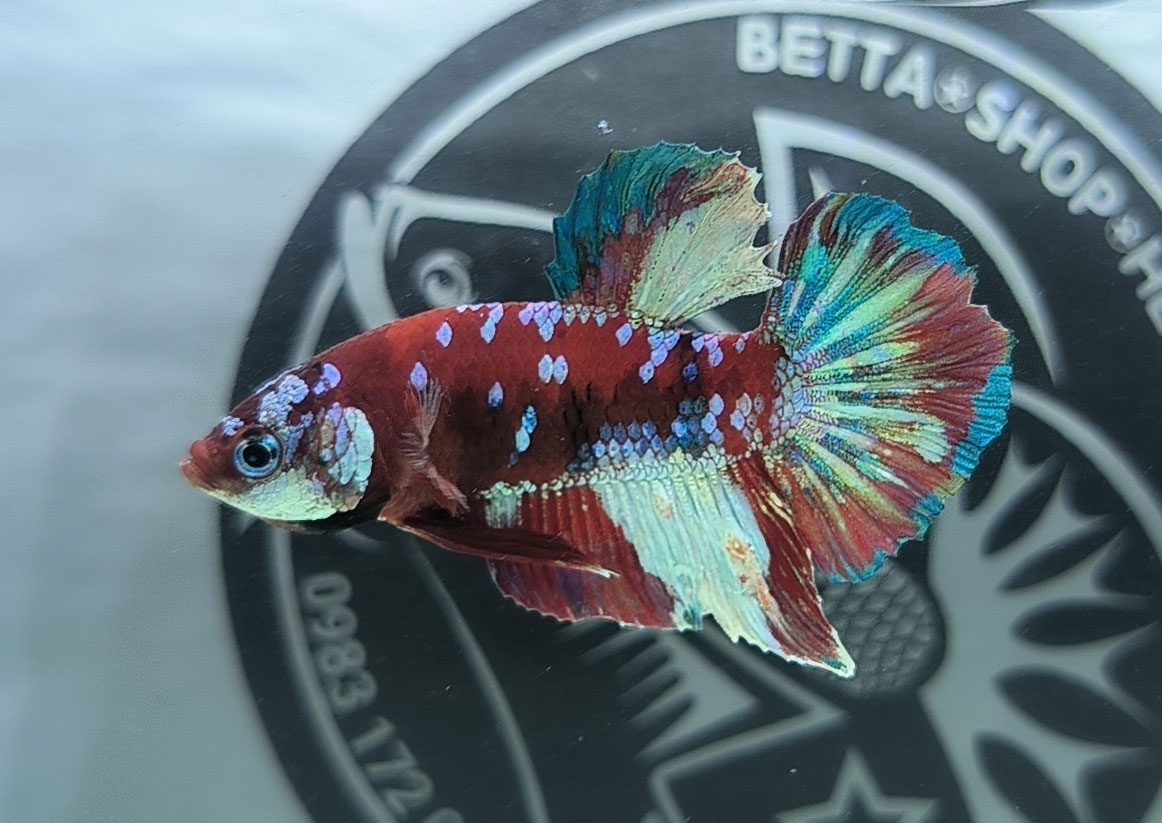 ca betta dep